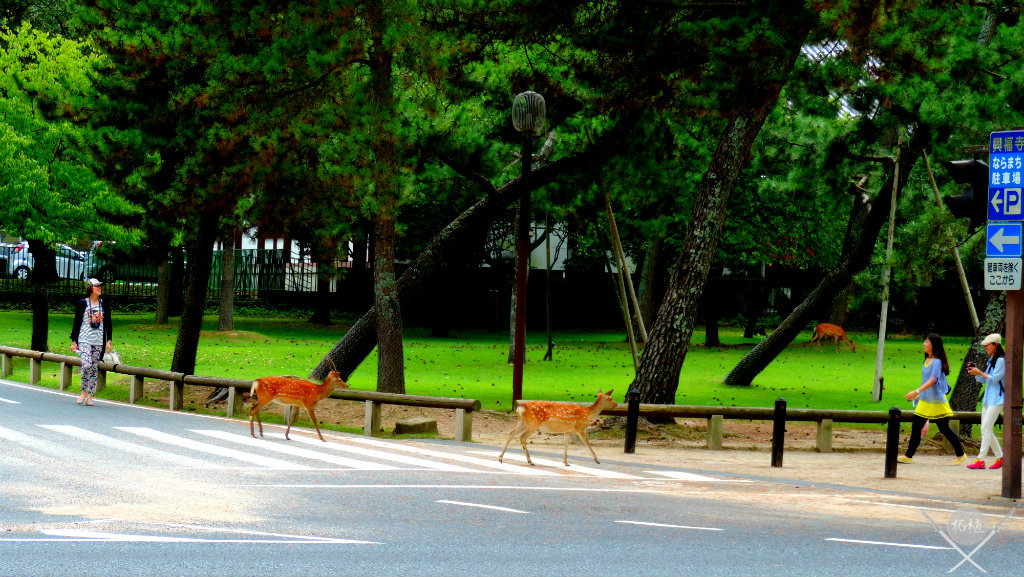 Bambis atravessando a rua