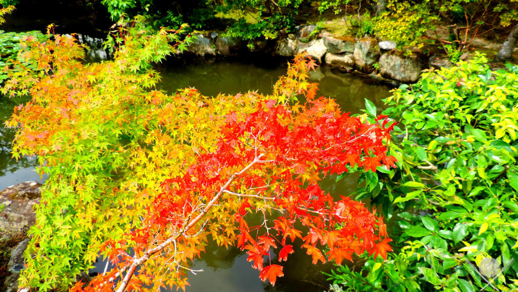 Nara - Isuien Garden folhas outono