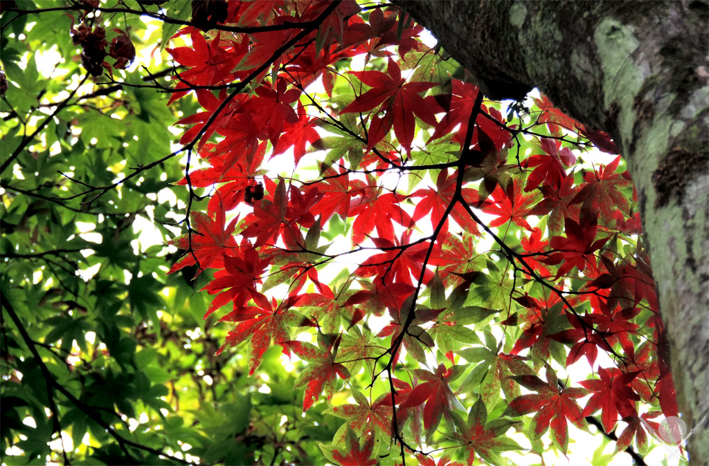 Nikko Shoyoen Garden folhas de outono