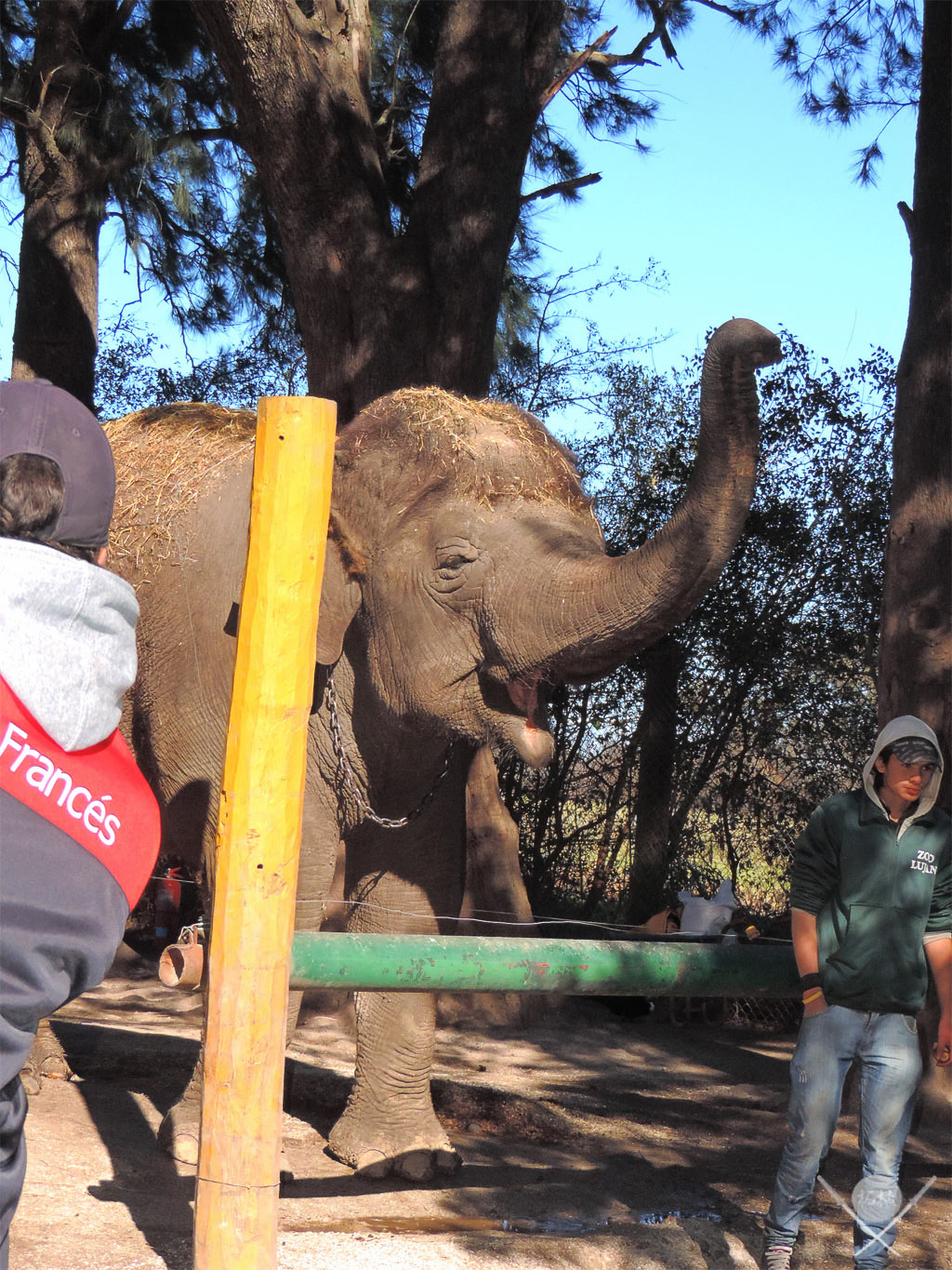 Buenos Aires - Zoo lujan elefante
