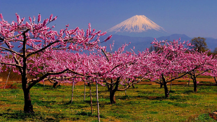 Mt.fuji-peach-tree-m_181669-jnto_Equinócio-da-Primavera-no-Japão-10-dicas-do-que-fazer-nessa-estação_Viajando-para-o-Japão_Vida-de-Tsuge-VDT