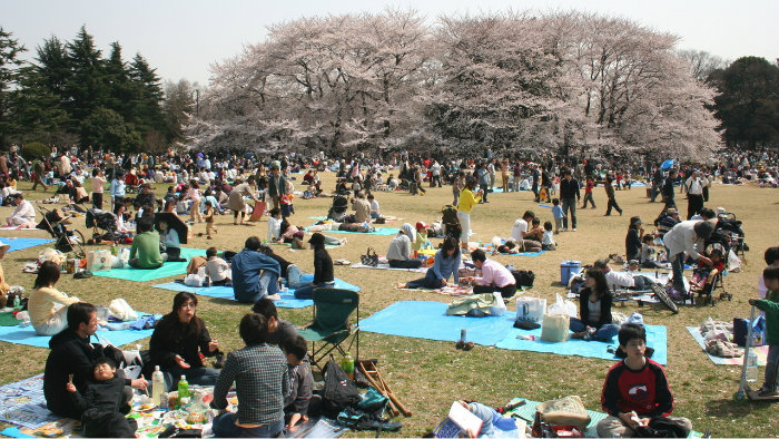Sakura-picnic_Equinócio-da-Primavera-no-Japão-10-dicas-do-que-fazer-nessa-estação_Viajando-para-o-Japão_Vida-de-Tsuge-VDT