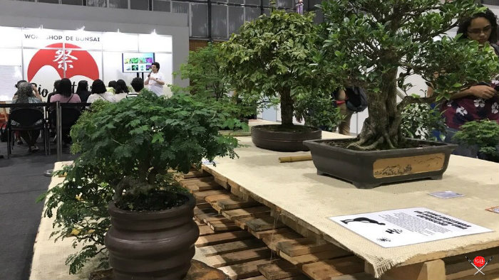 bonsai_rio-matsuri-2020_cultura-japonesa_vida-de-tsuge_vdt