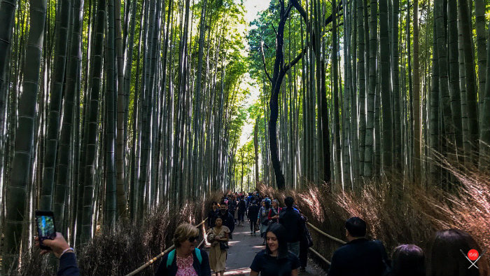 bamboo-forest_1_arashiyama_viagem-pro-japao_vida-de-tsuge_vdt